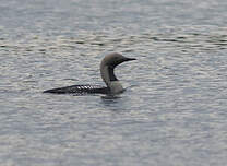 Plongeon arctique