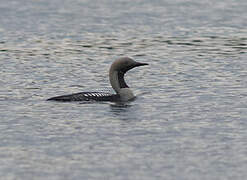 Plongeon arctique