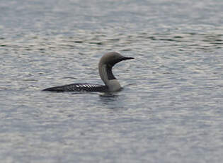 Plongeon arctique