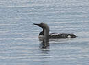 Plongeon arctique