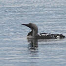 Plongeon arctique