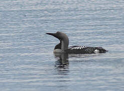 Plongeon arctique