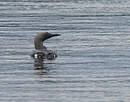 Plongeon arctique