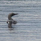 Plongeon arctique