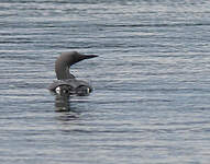Plongeon arctique