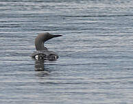 Plongeon arctique
