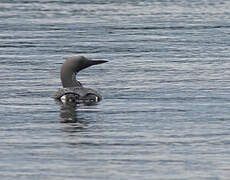 Plongeon arctique