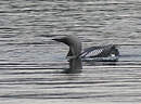 Plongeon arctique