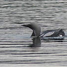 Plongeon arctique