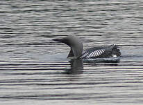 Plongeon arctique