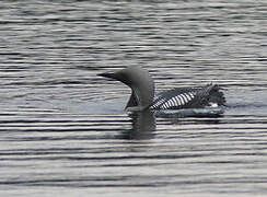 Plongeon arctique