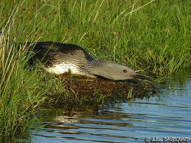 Red-throated Loonadult breeding, Behaviour