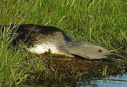 Red-throated Loon