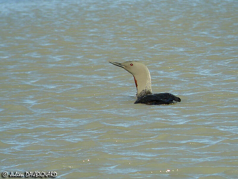 Plongeon catmarinadulte nuptial