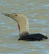 Red-throated Loon