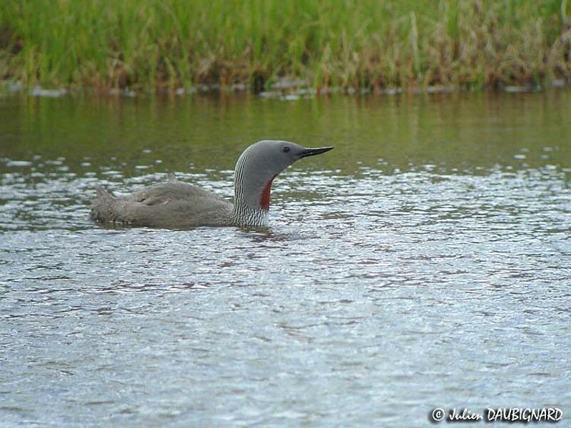 Red-throated Loonadult breeding