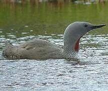 Red-throated Loon