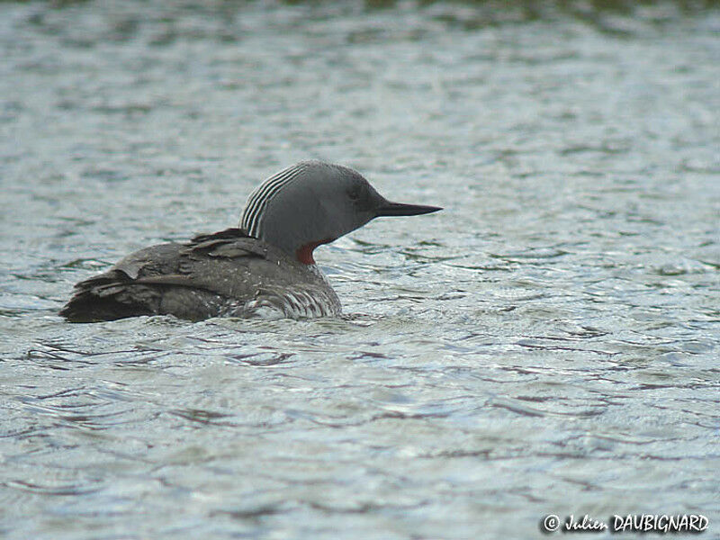 Red-throated Loonadult breeding