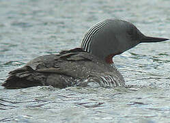 Red-throated Loon