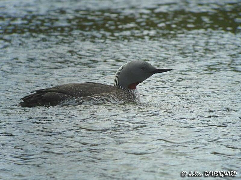 Red-throated Loonadult breeding