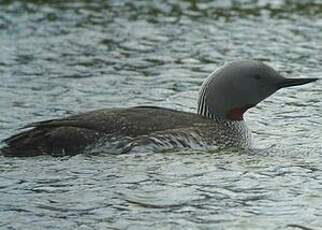 Plongeon catmarin