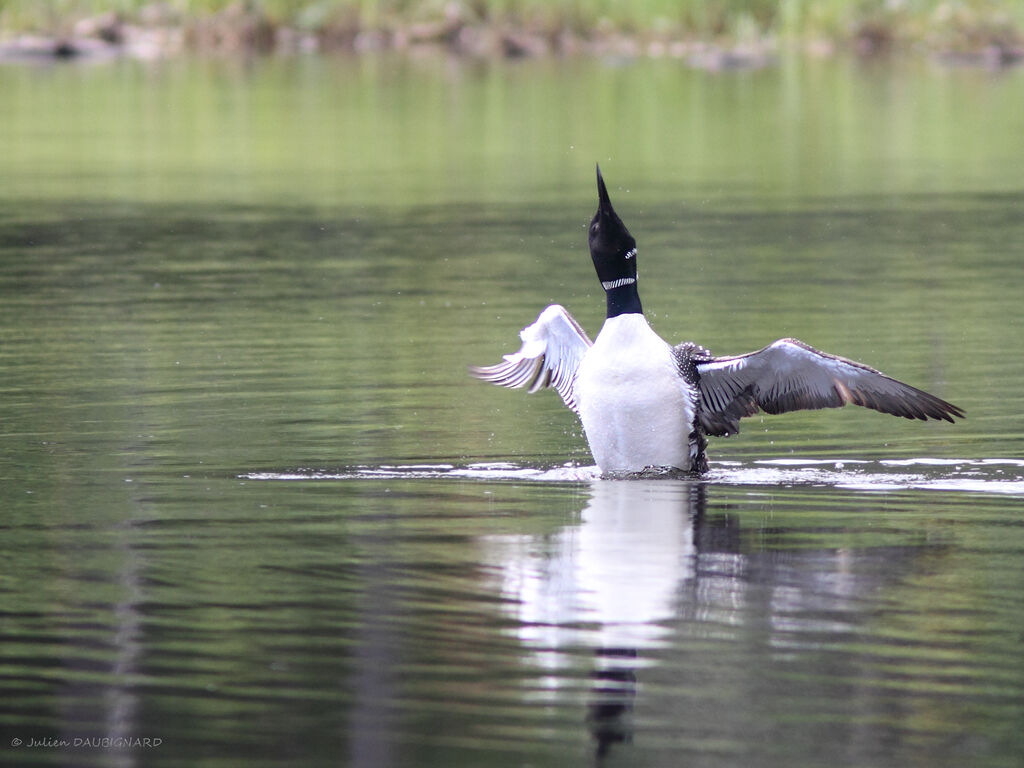 Plongeon imbrinadulte, identification