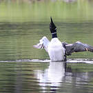 Plongeon imbrin