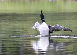 Common Loon