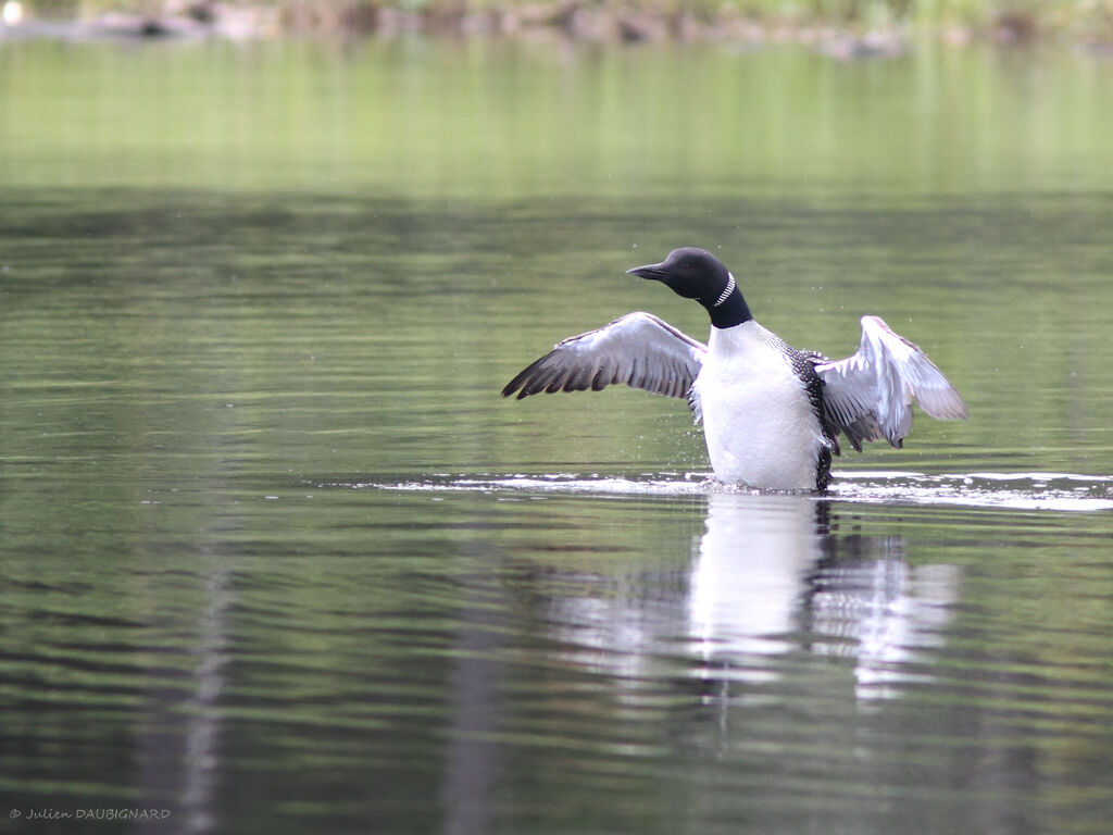 Common Loonadult, identification