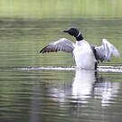 Plongeon imbrin