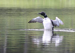 Common Loon