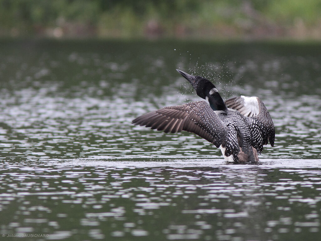 Common Loonadult, identification