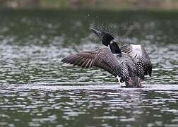 Plongeon imbrin