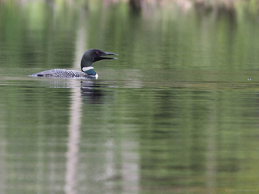 Common Loonadult, identification