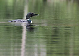 Plongeon imbrin