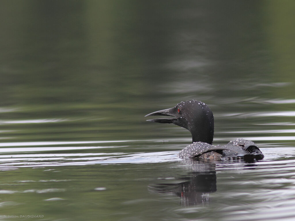 Common Loonadult, identification