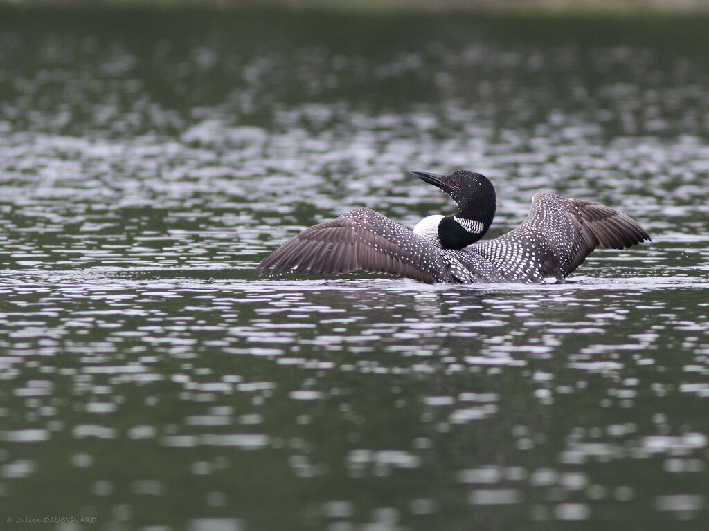 Plongeon imbrinadulte, identification