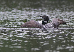 Common Loon