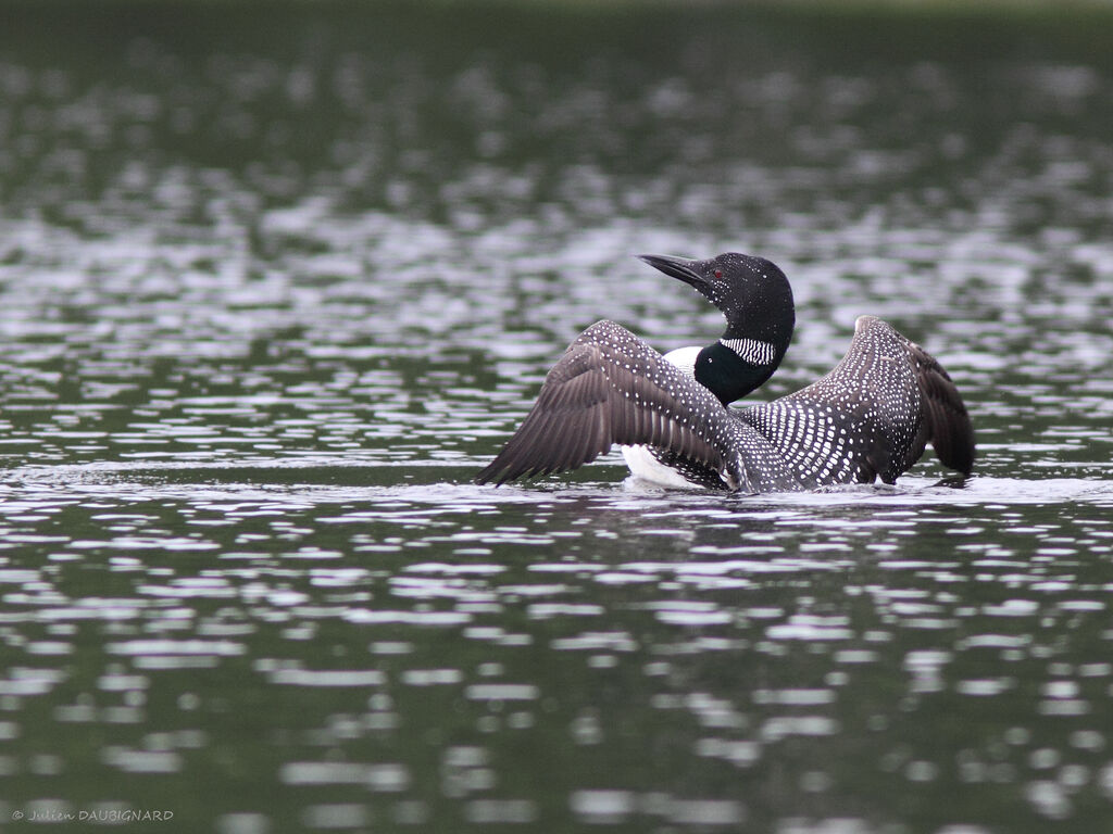 Plongeon imbrinadulte, identification