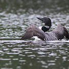 Plongeon imbrin