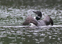 Plongeon imbrin