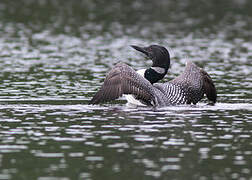 Common Loon