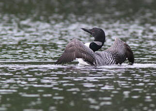 Plongeon imbrin