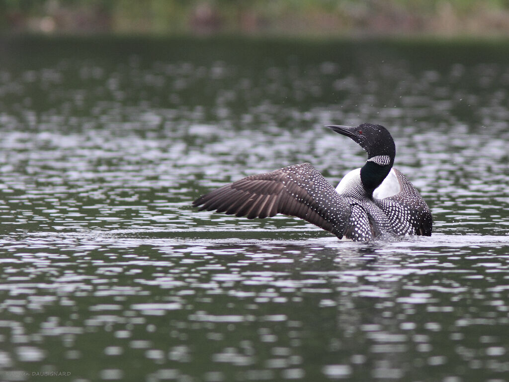 Common Loonadult, identification