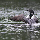 Plongeon imbrin