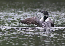 Common Loon