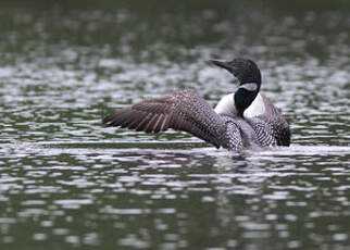 Plongeon imbrin