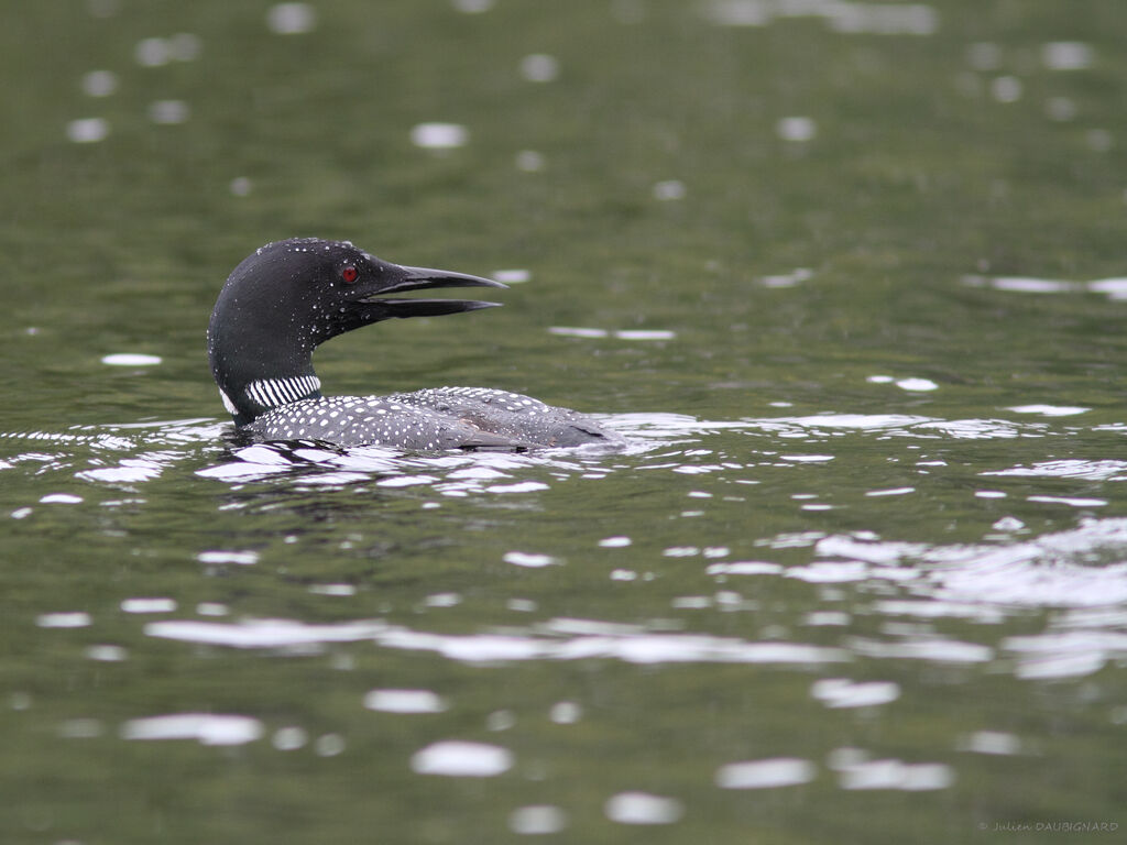 Plongeon imbrinadulte, identification