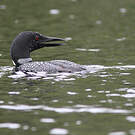 Plongeon imbrin