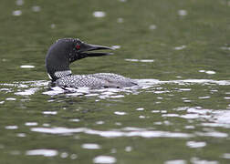 Common Loon